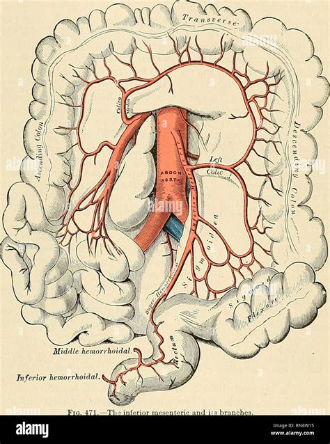 . Anatomy, descriptive and applied. Anatomy. THE ABDOMINAL AORTA 667 ...