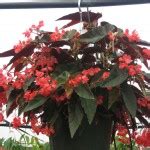 Begonia coccinea