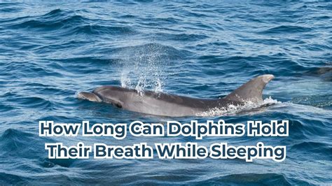 Do Dolphins Live in Saltwater or Freshwater? Aquatic Dwellings | DolphinXpert.com