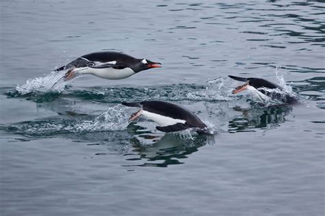 Gentoo penguins are the fastest-swimming penguins in the world, reaching speeds of up to 36 kph ...