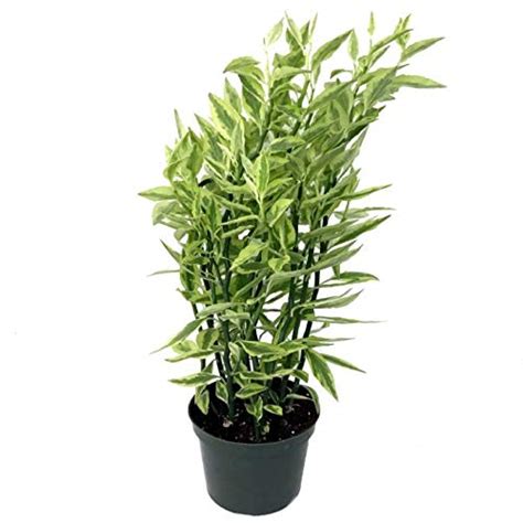Mphmi Seedless Plant Outdoor Plants Pedilanthus Variegated ...