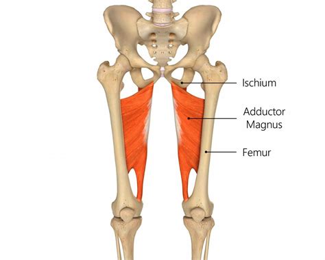 Adductor Brevis Cadaver