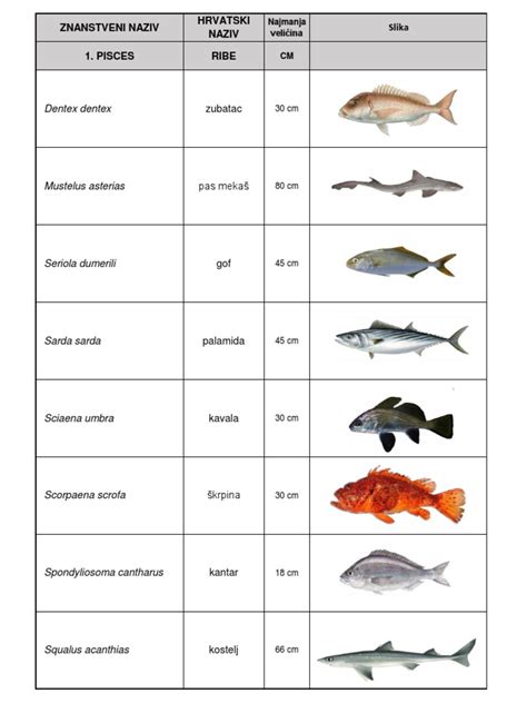 Minimalne Veličine Riba | PDF