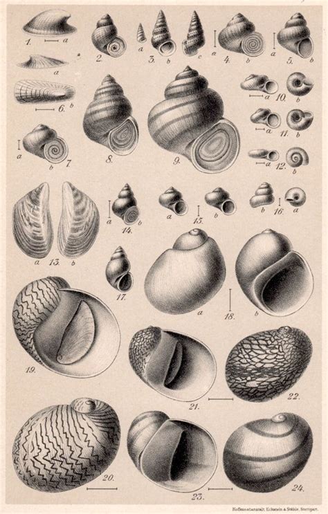 Image result for Snail Shell Drawing