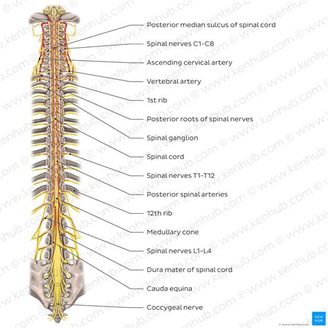 Spinal cord: Anatomy, structure, tracts and function | Kenhub
