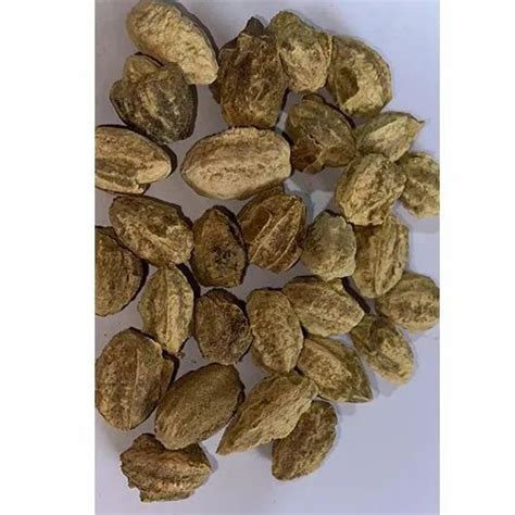 Chebulic Myrobalan - Terminalia Catappa Badam Jungle Badam Seed Service ...