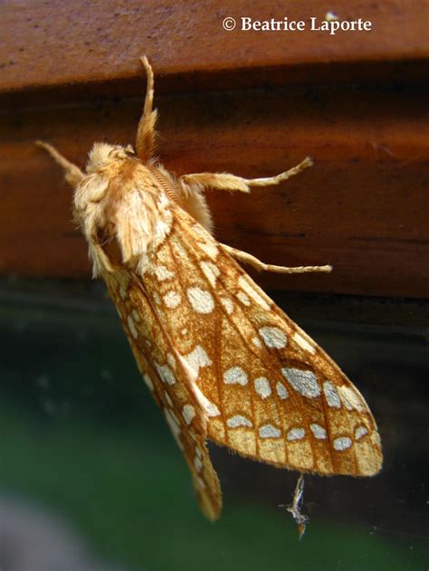 Hickory Tussock Moth or Hickory Tiger Moth Lophocampa caryae Harris ...