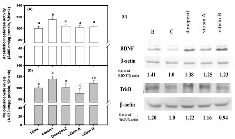 Vitisin A, a Resveratrol Tetramer, Improves Scopolamine-Induced ...