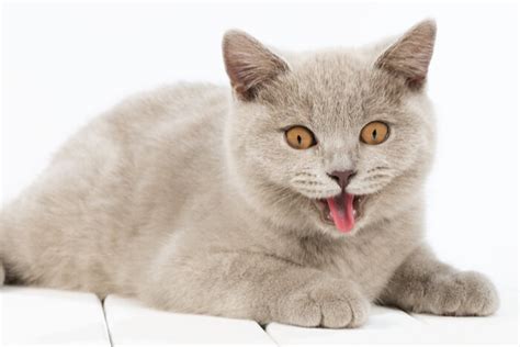 Image result for How to Help a Panting Cat