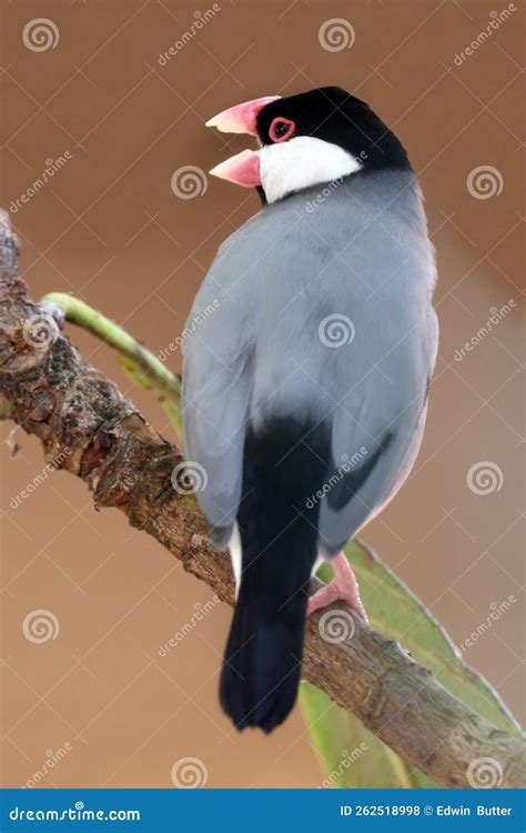 Fawn Java 的图像结果