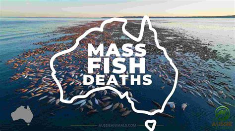 Complete Fish Guide • Types, Care & Conservation