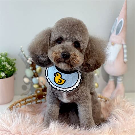 Online booking - Pawsitive Pet Grooming