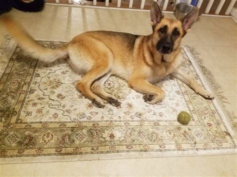 Get rid of wee smell from carpet online