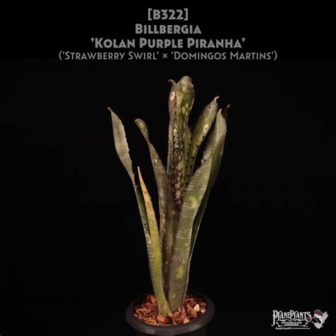 【送料無料】Billbergia 'Kolan Purple Piranha'〔ビルベルギア〕現品発送B322 | plane plants