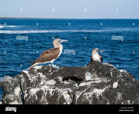 Blue-footed boobies, Isla Santa Cruz, Galapagos Islands, Ecuador Stock ...