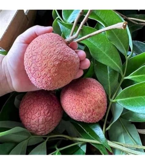 Giant Hybrid Litchi Plant – Thai Variety (Air-Layered, Pack of 1 ...