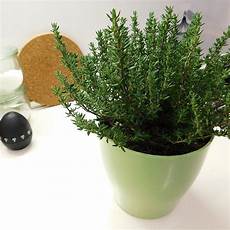 vasi per erbe aromatiche vasi per erbe aromatiche come organizzare la nostra vasi per erbe aromatiche vasi per erbe aromatiche come organizzare la nostra