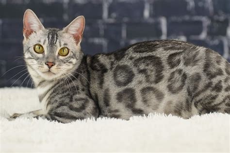 Bengal Cat Colors: Complete Guide to All Coat Variations | Pet Perfect