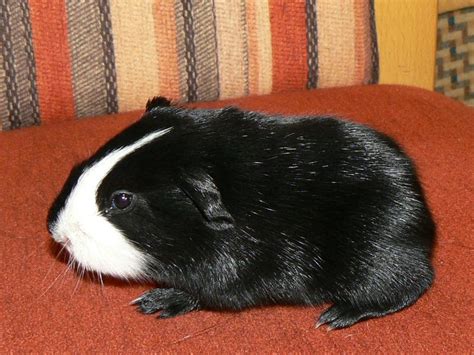 Cuys Riesenmeerschweinchen in Ranstadt | Tiere | Kleinanzeigen