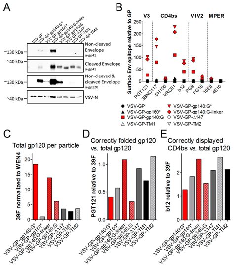 Induction of Tier 1 HIV Neutralizing Antibodies by Envelope Trimers ...