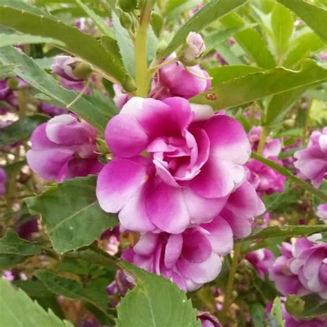 Balsam collection – Santhi Online Plants