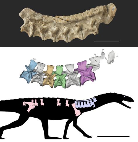 Species New to Science: [Paleontology • 2023] Mambachiton fiandohana • The Earliest-diverging ...