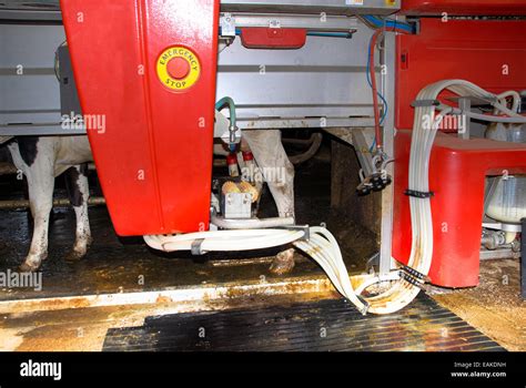 cow in milking machine Stock Photo - Alamy