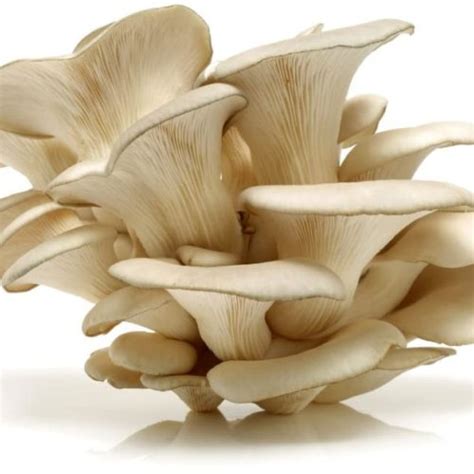 Maa Organic Foods Pvt. Ltd. - Sun Dry Oyster Mushroom Manufacturer and ...
