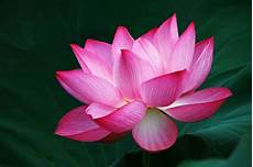 fiore loto il significato fiore di loto lotus flowers fiore loto il significato fiore di loto lotus flowers