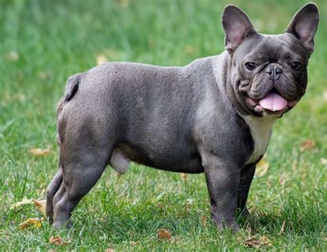 Blue French Bulldog - What To Know About Blue Frenchies