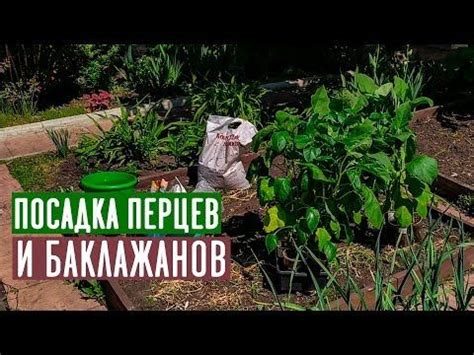 ПЕРЕЦ И БАКЛАЖАН 🍆 Посадка в открытый грунт / Садовый гид - YouTube ...