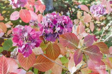 Hydrangea Tree Fall Care 的图像结果