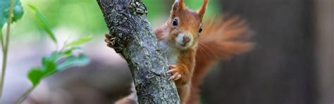 Download wallpaper nature, pose, tree, protein, stand, Peeps, rodent ...