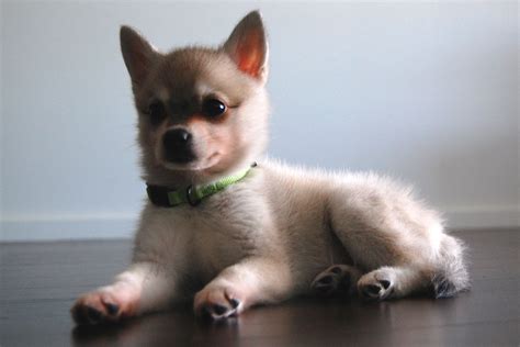 Alaskan Klee Kai - Puppies, Rescue, Pictures, Information, Temperament ...
