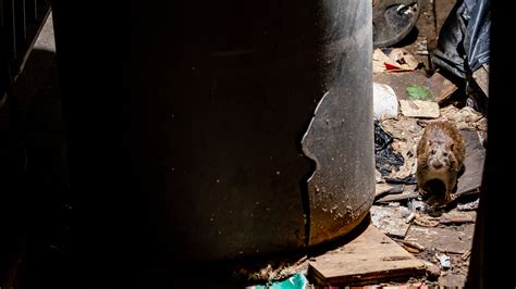 Rat Horror Stories the New N.Y.C. Rat Czar Needs to Hear - The New York ...