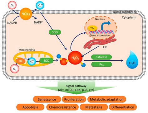 Redox-Mediated Mechanism of Chemoresistance in Cancer Cells
