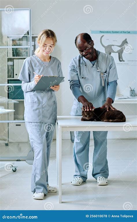 Vet Working Together with Nurse at Clinic Stock Photo - Image of feline ...