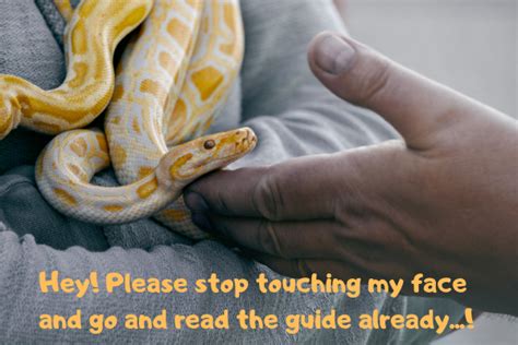 How to Take Care of Ball Python 的图像结果