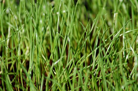 Annual Ryegrass Differs From Perennial and Winter Rye