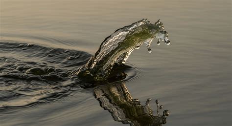 How Does Acid Rain Affect Aquatic Ecosystems, Specifically Lake Water Ph? → Learn