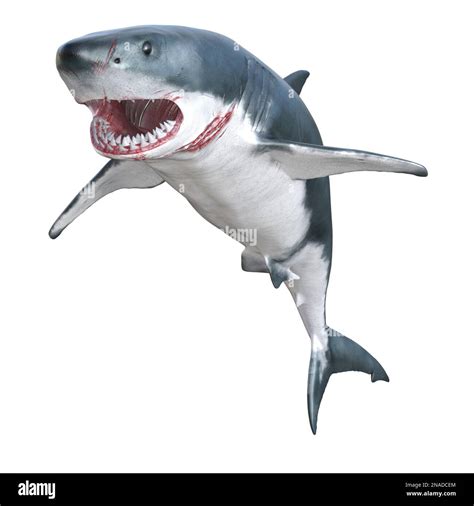 shark marine predator big open mouth. 3D rendering Stock Photo - Alamy