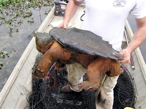 Image result for Alligator Snapping Turtle Location