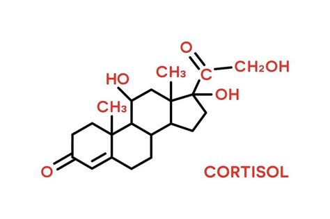 the stress hormone