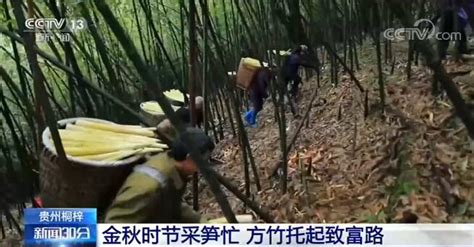 贵州赤水：竹林深处采笋忙-人民图片网