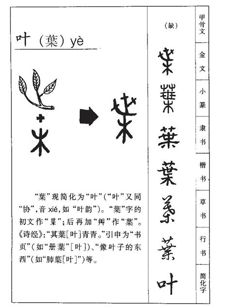 叶的意思-叶字五行属什么-叶字取名的寓意 - 起名网