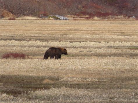 Brown Bear - Rainy Pass Lodge