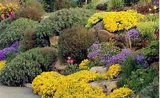 plantes vivaces pour talus couvre sols et talus vente plantes couvre sol et plantes plantes vivaces pour talus couvre sols et talus vente plantes couvre sol et plantes
