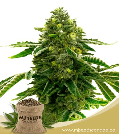 Alien Technology Strain 的图像结果