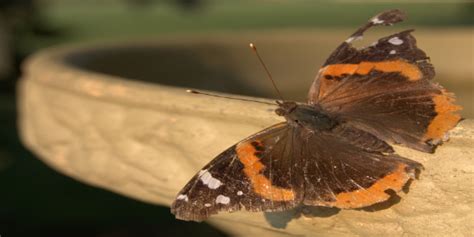 Processing HelloWorld 的图像结果