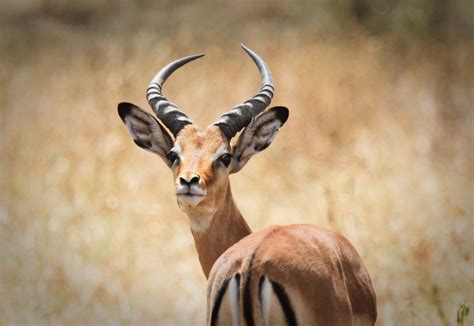 11 Animals That Live in the Savanna